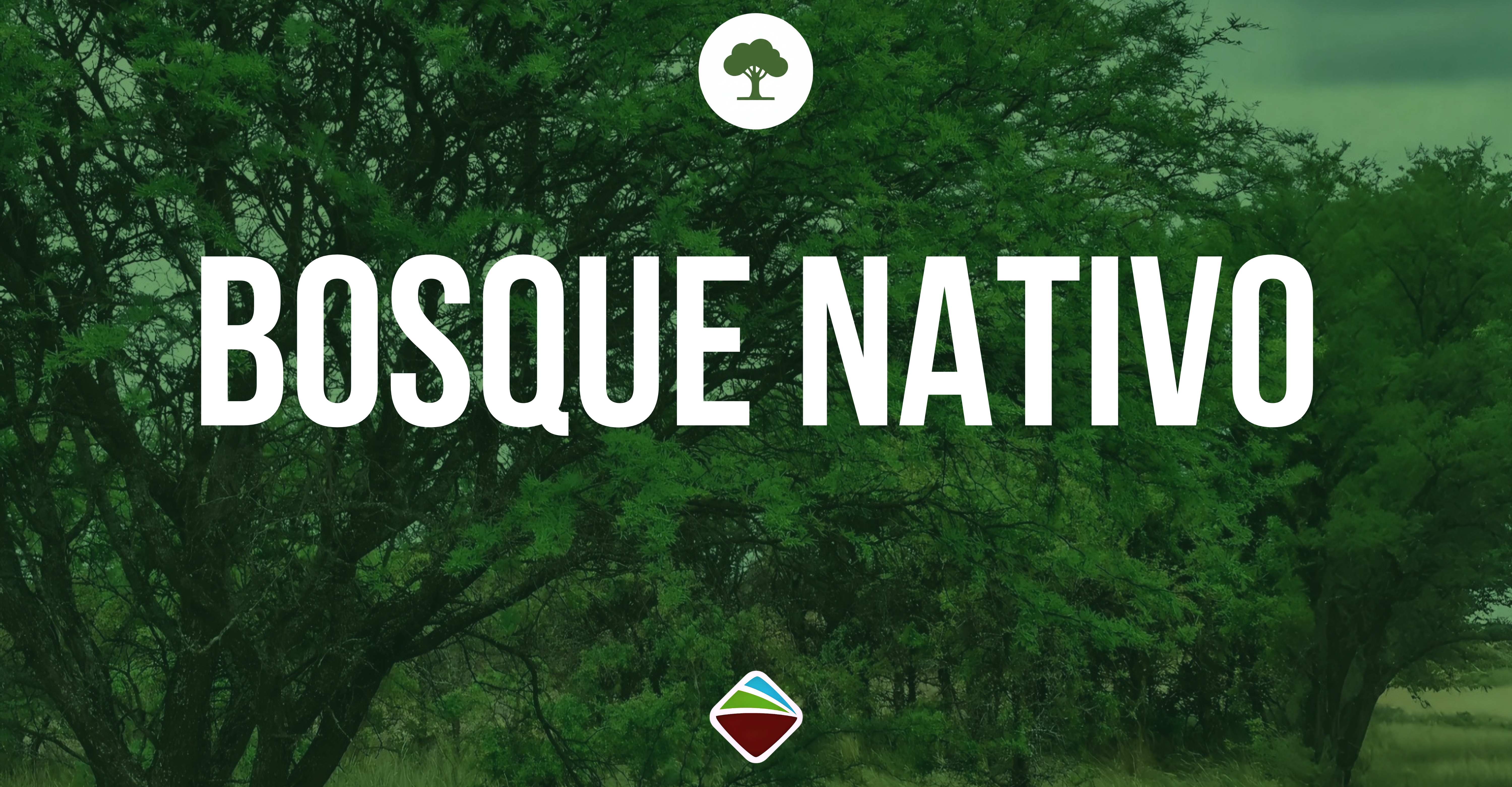BOSQUE-NATIVO