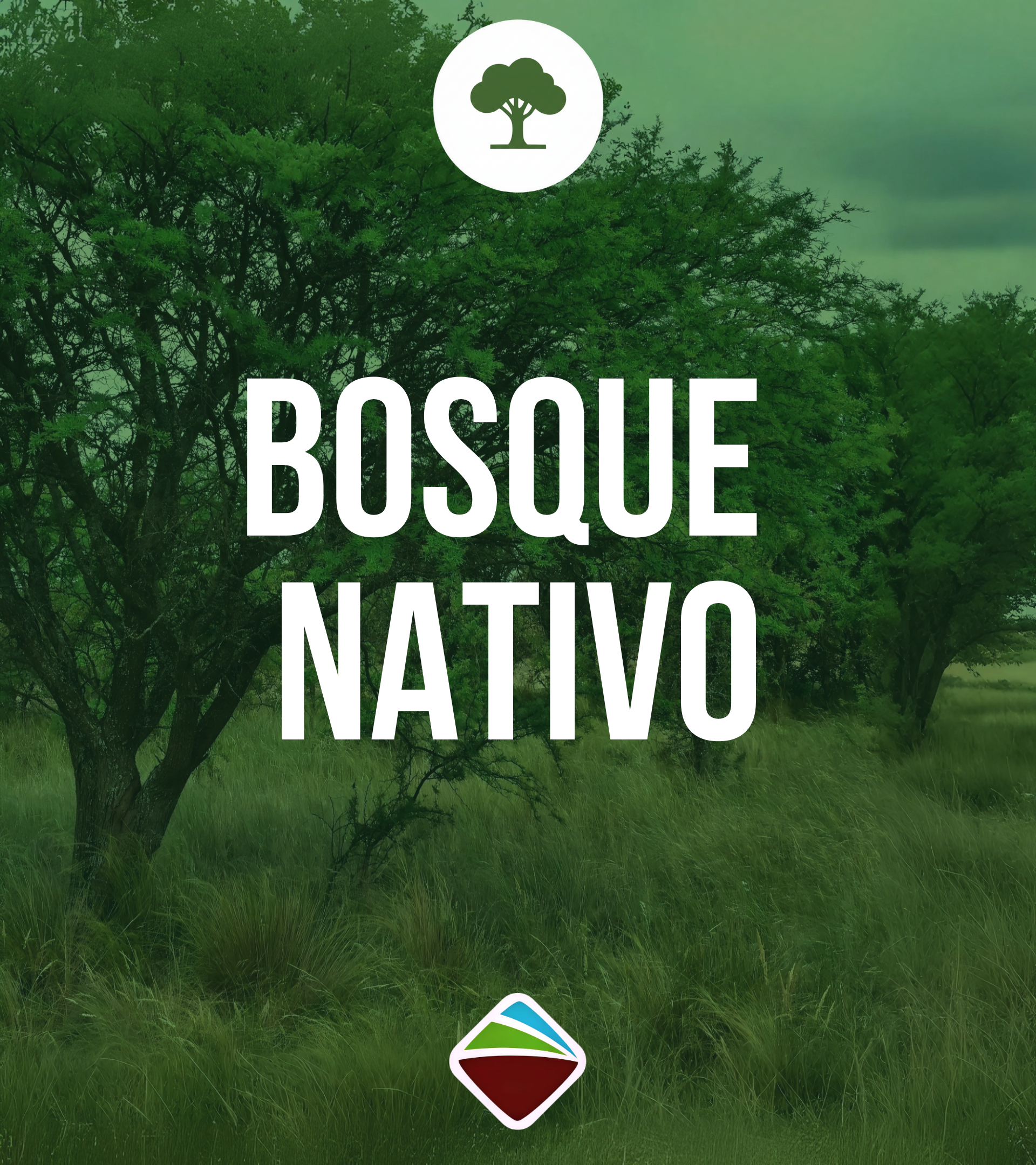 BOSQUE-NATIVO